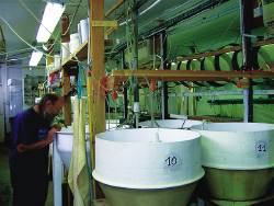 Oyster hatchery